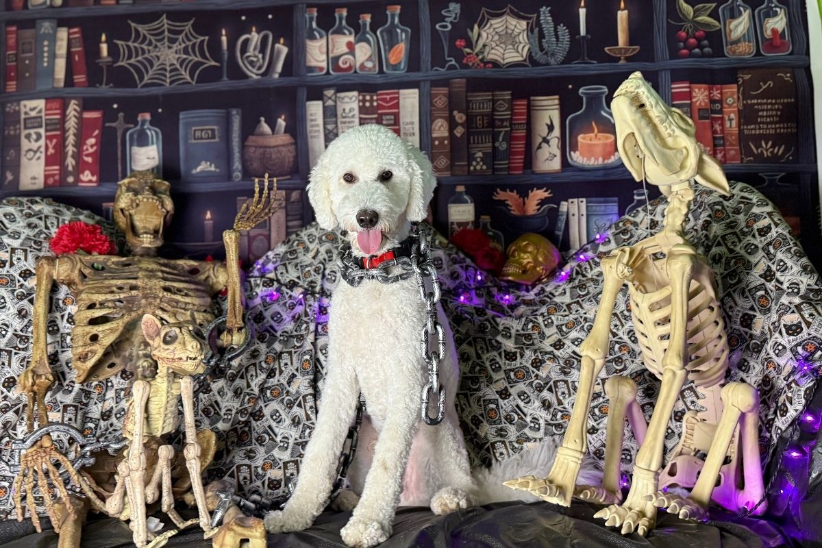 Halloween puppy training with a white puppy sitting calmly among skeleton decorations