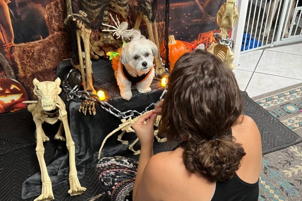 Small white dog practicing calm behavior around Halloween costumes and decorations