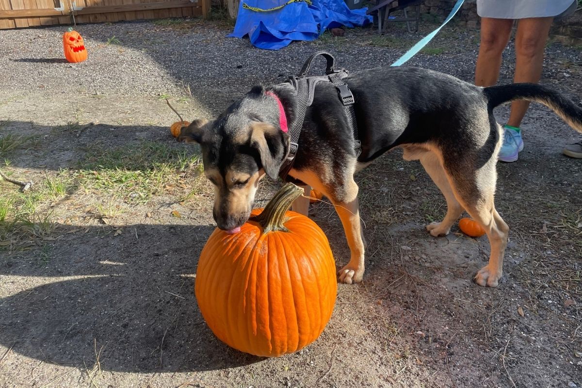 Dog investigating a pumpkin during a fall training activity